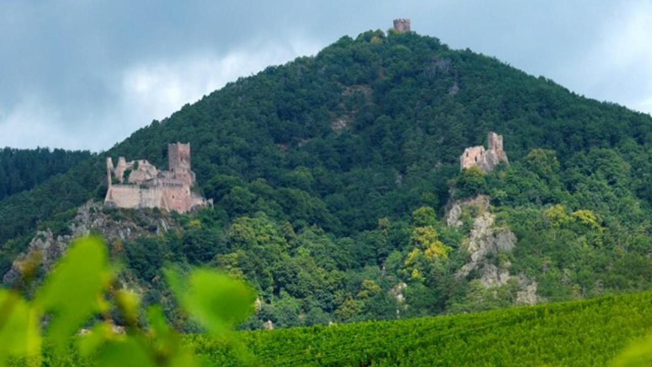 Appartement Au Coeur Du Vignoble Alsacien